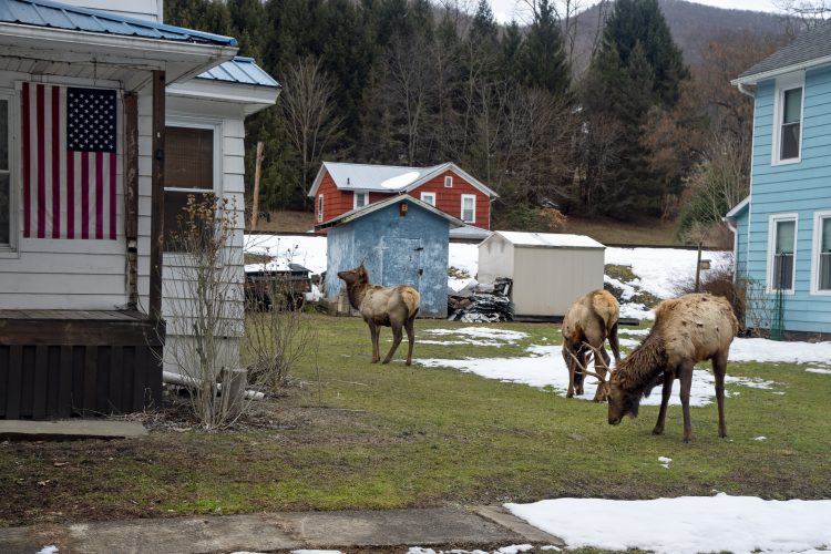 Elk spur tourism boom in Northwest Pennsylvania